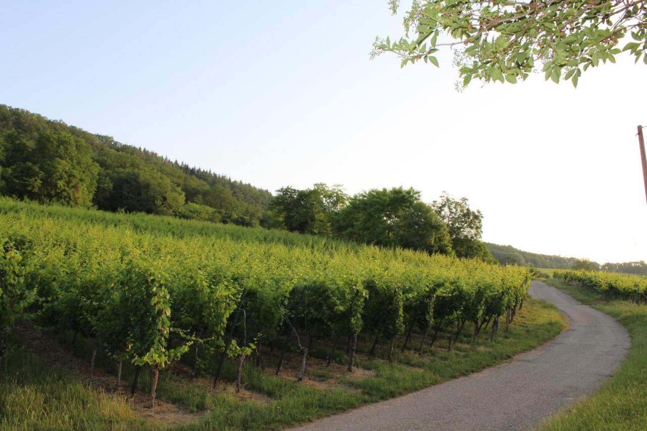 A L'Oree Des Vignes, Superbe Logement De 80 M2 Wangen Exteriör bild